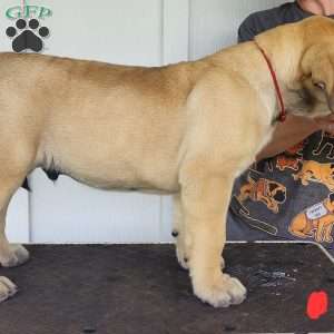 Remy, English Mastiff Puppy
